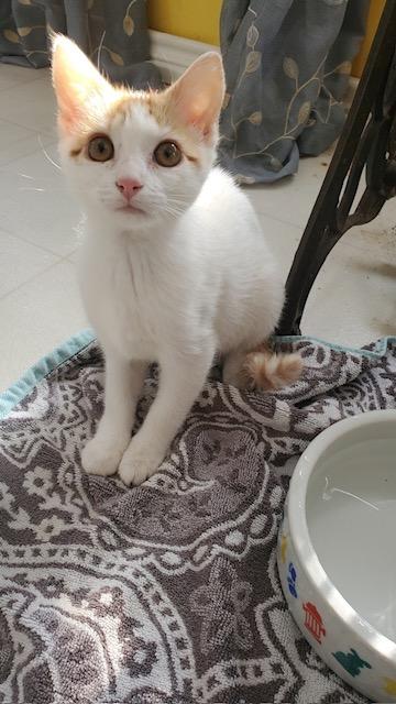 Samara, adopted, Young Female Domestic Short Hair.