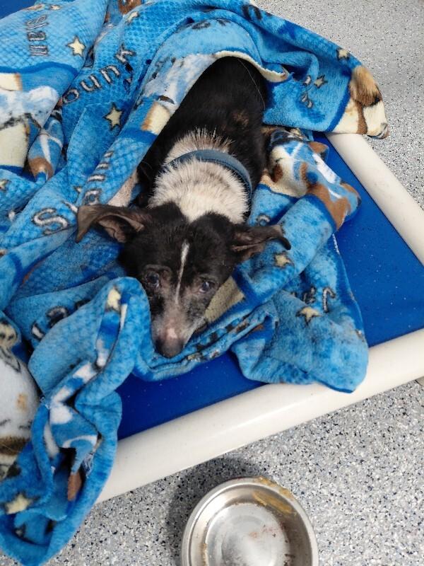 Molly, Adoptable, Senior Female Chihuahua & Mixed Breed.