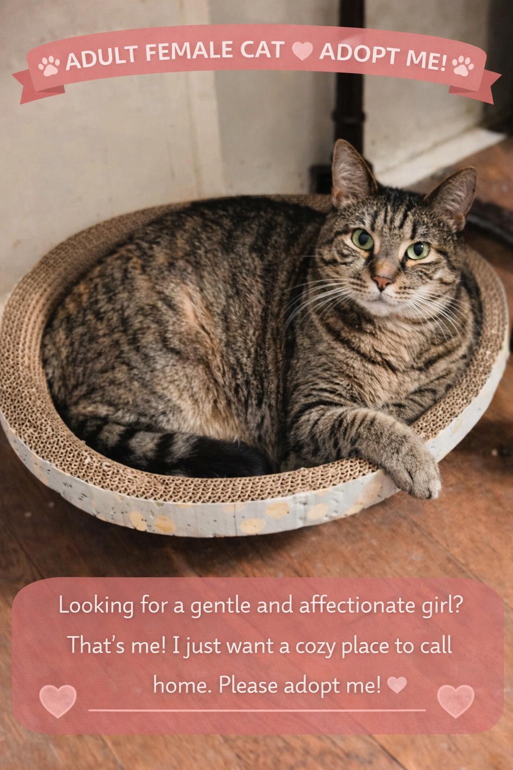 Enlarge Dilly, a Adoptable Domestic Short Hair in Jacksonville, FL image 2/3