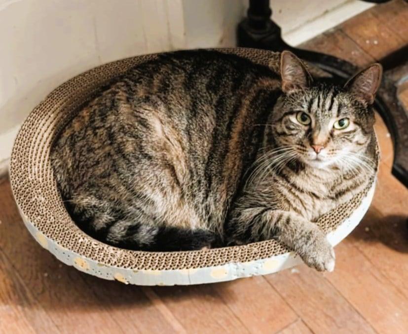 Enlarge Dilly, a Adoptable Domestic Short Hair in Jacksonville, FL image 3/3