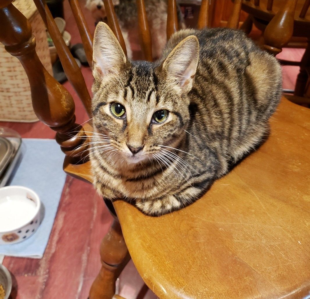 Dilly, a Adoptable Domestic Short Hair in Jacksonville, FL image 1/7