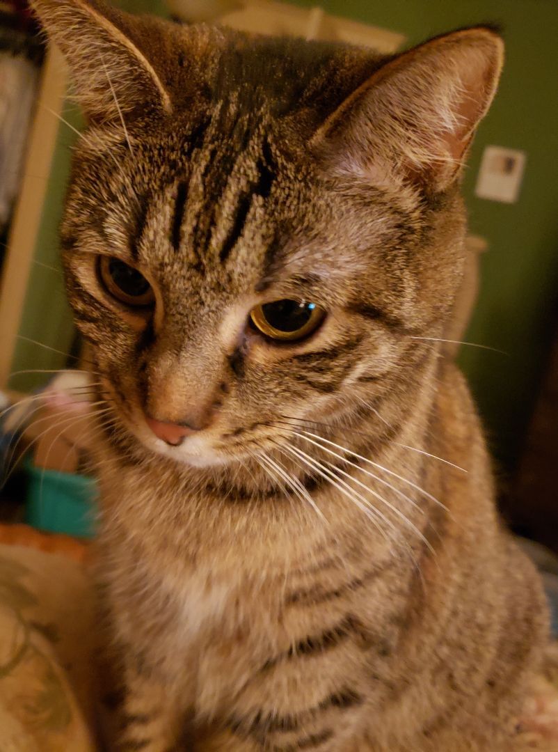 Dilly, Adoptable, Adult Female Domestic Short Hair.