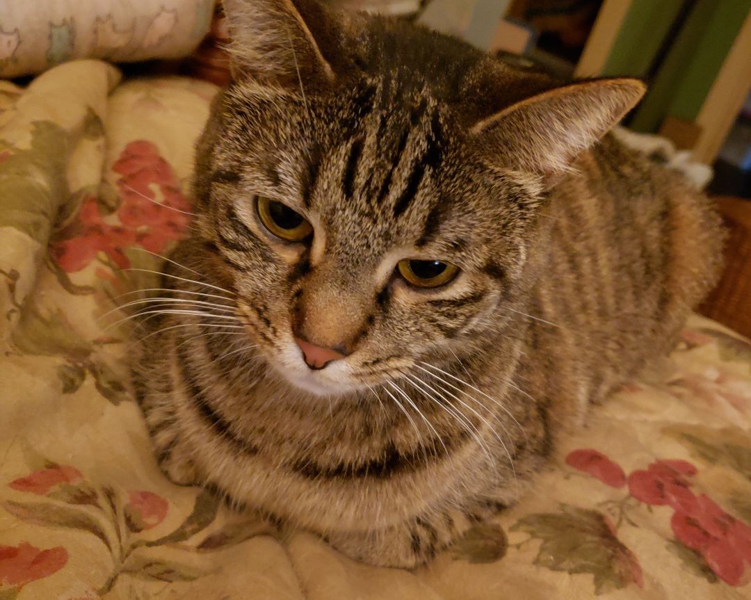 Dilly, a Adoptable Domestic Short Hair in Jacksonville, FL image 3/7