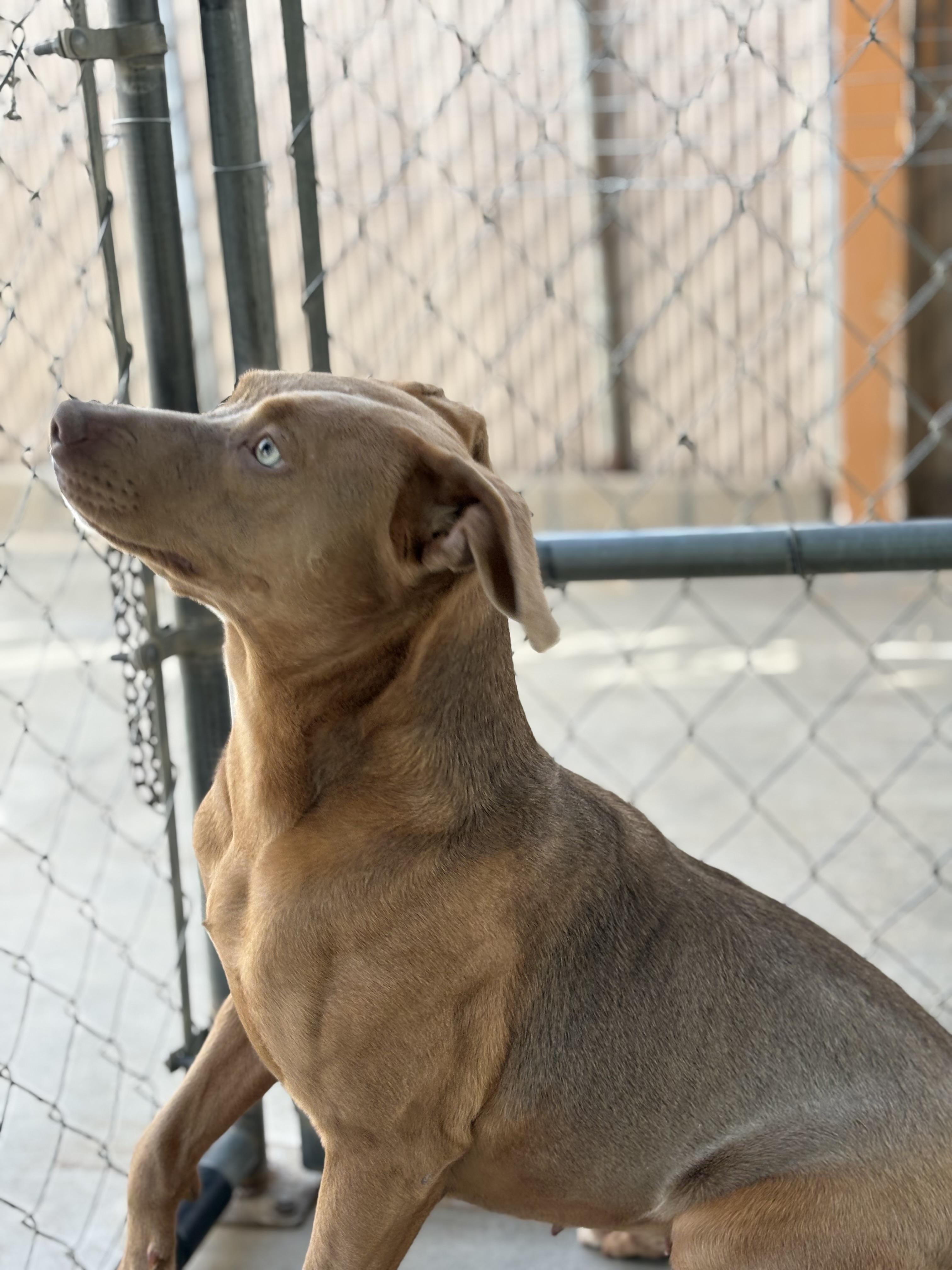 Enlarge GEORGIA, an adopted mixed breed in Joshua Tree, CA image 2/3
