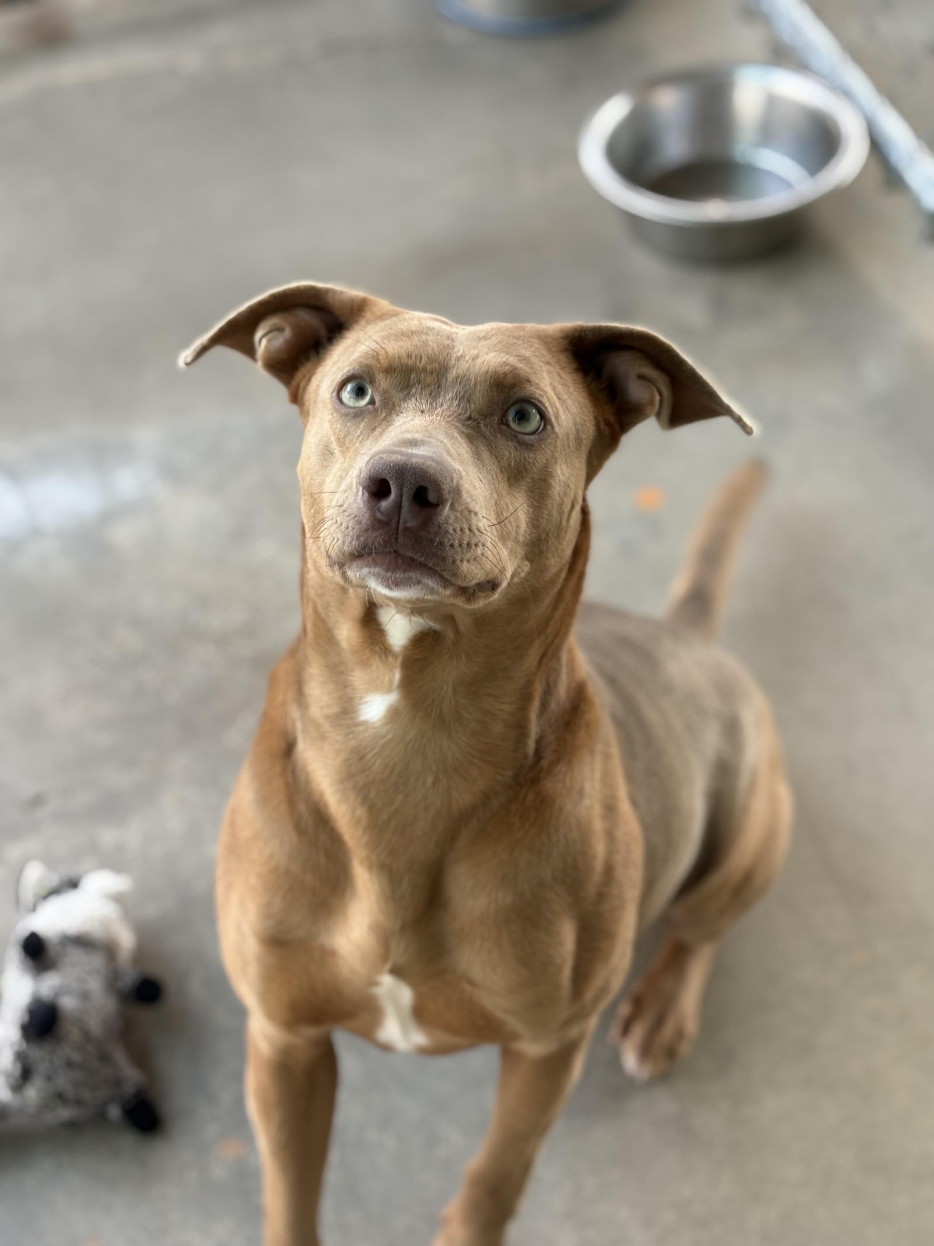 Enlarge GEORGIA, an adopted mixed breed in Joshua Tree, CA image 1/3