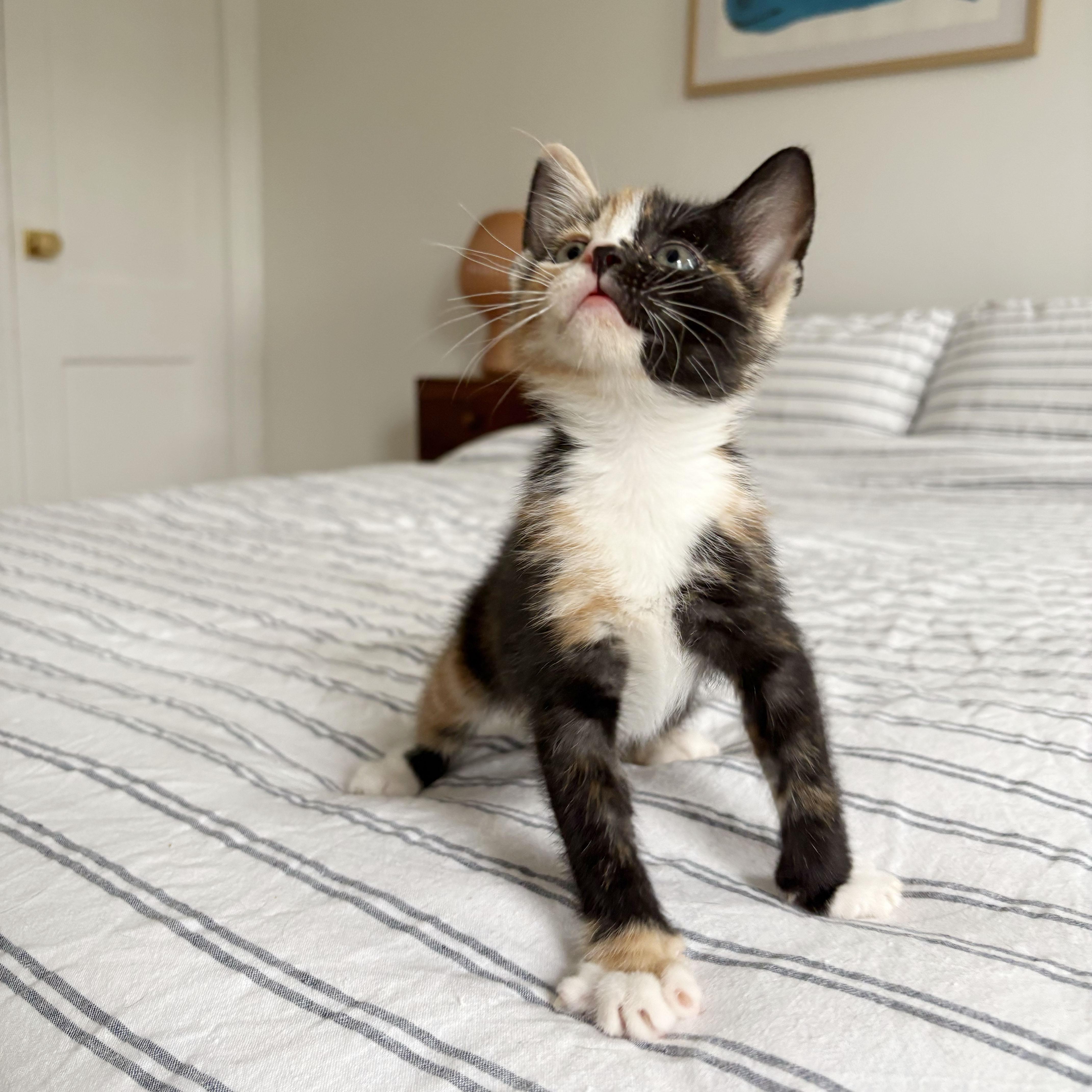 Enlarge Tres Leches + Alfajor, a ADOPTABLE Domestic Short Hair in BROOKLYN, NY image 6/6