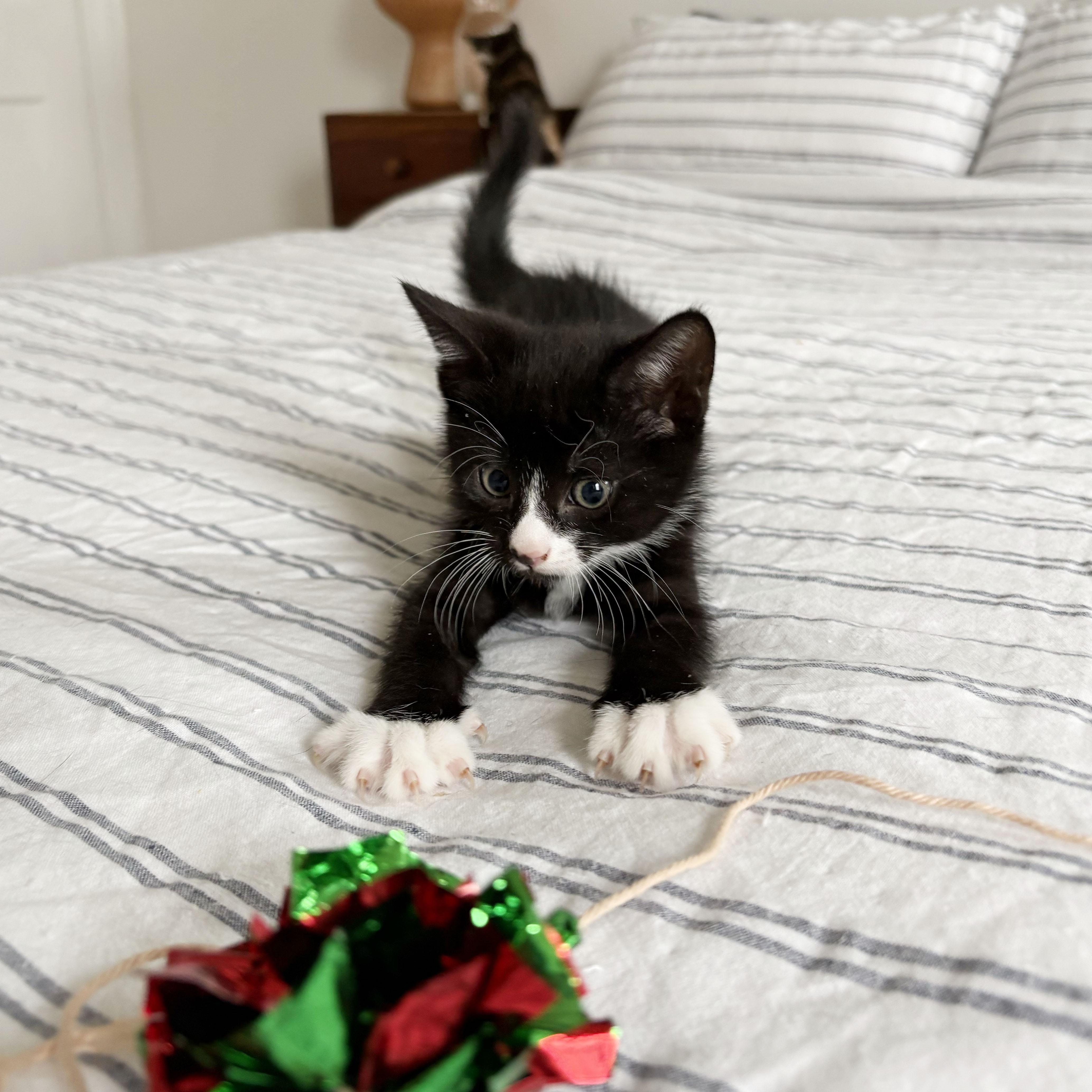 Enlarge Tres Leches + Alfajor, a ADOPTABLE Domestic Short Hair in BROOKLYN, NY image 5/6