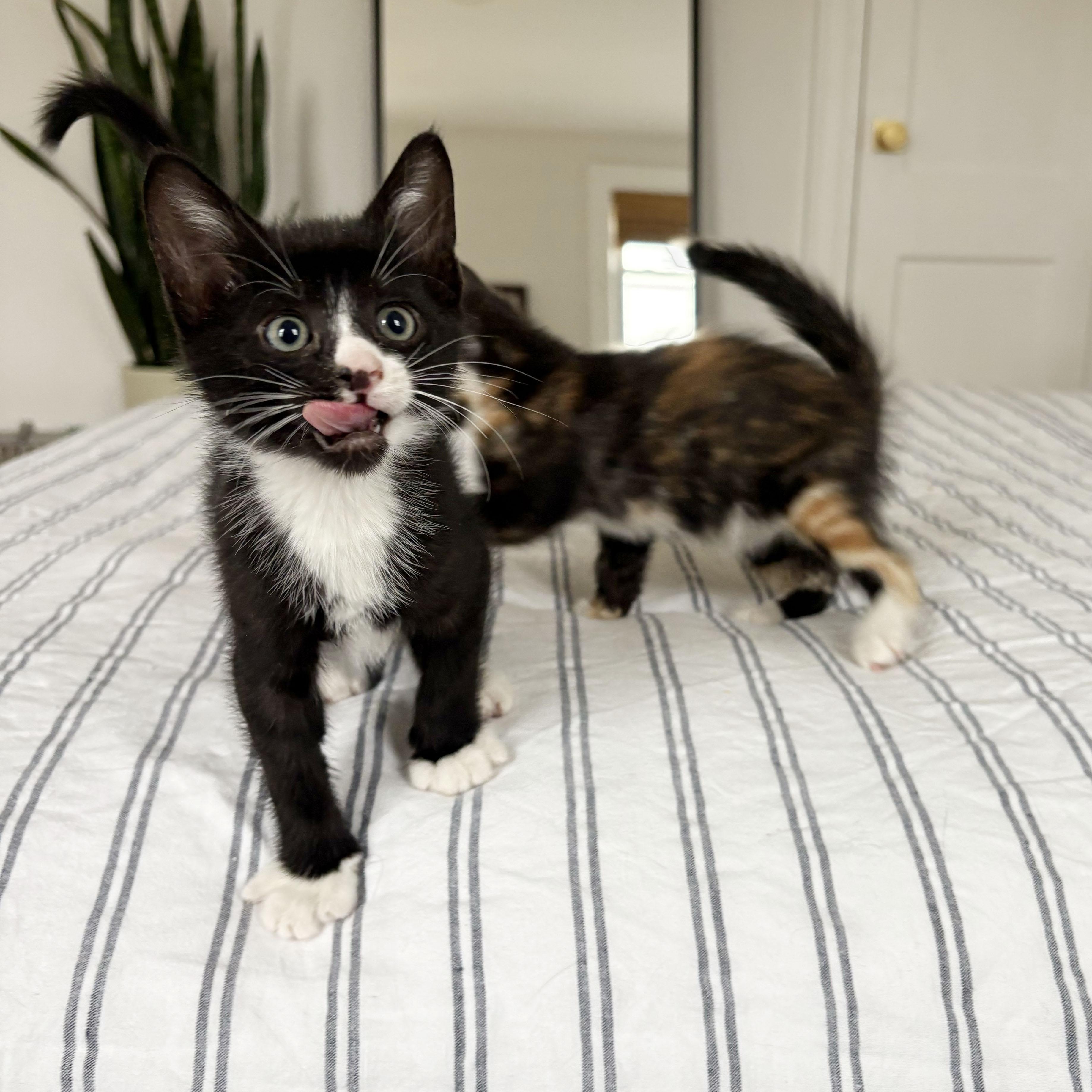 Enlarge Tres Leches + Alfajor, a ADOPTABLE Domestic Short Hair in BROOKLYN, NY image 4/6