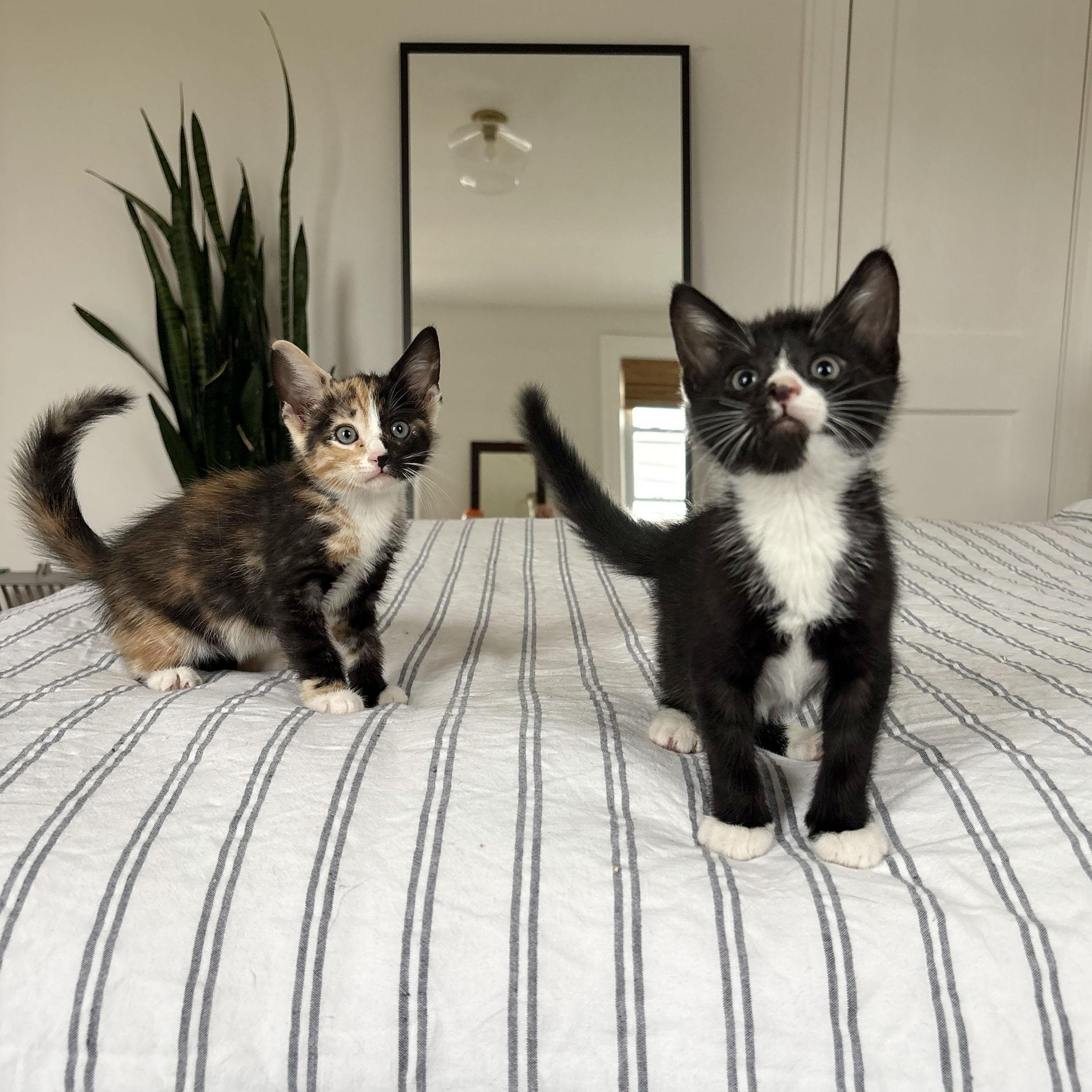 Enlarge Tres Leches + Alfajor, a ADOPTABLE Domestic Short Hair in BROOKLYN, NY image 2/6