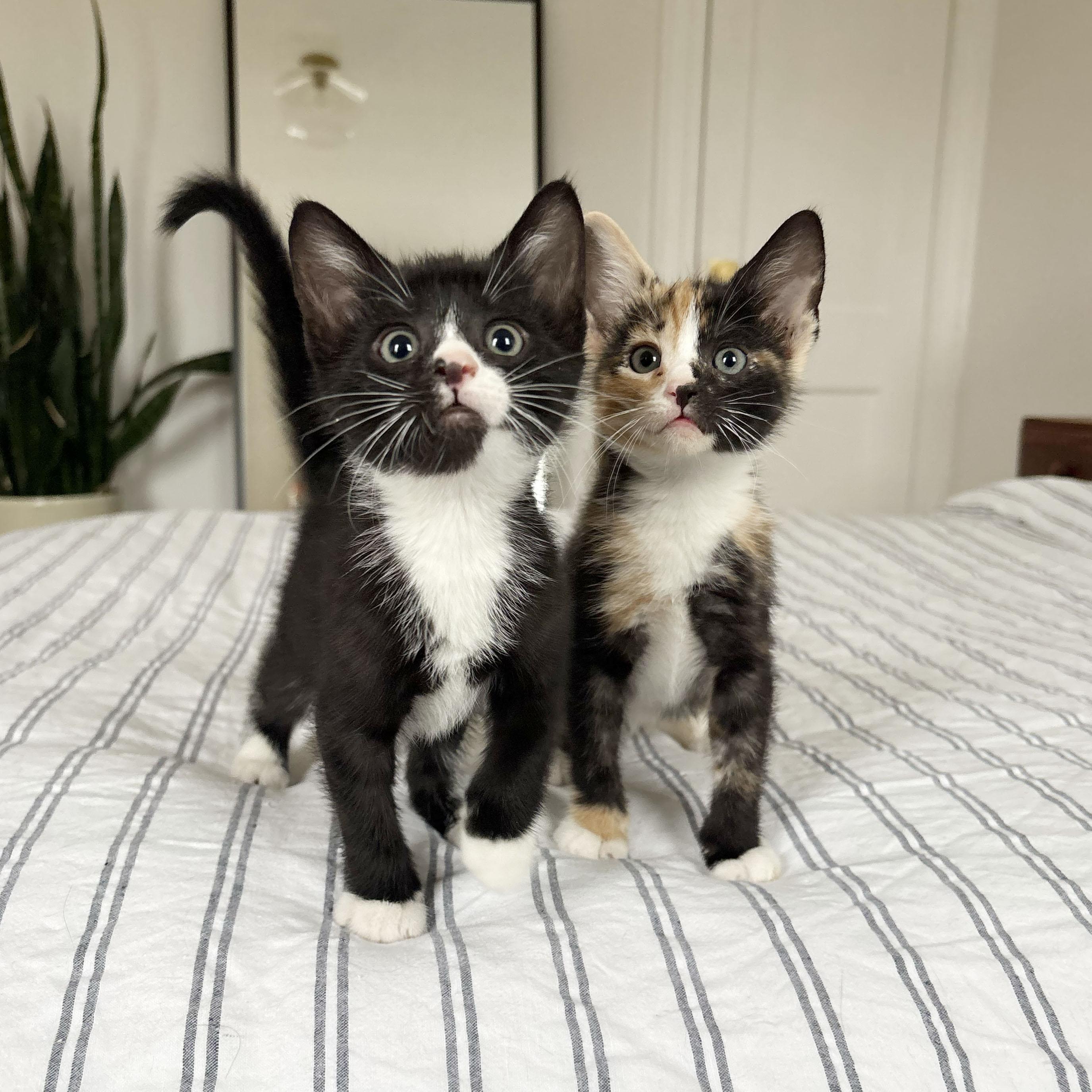 Enlarge Tres Leches + Alfajor, a ADOPTABLE Domestic Short Hair in BROOKLYN, NY image 3/6