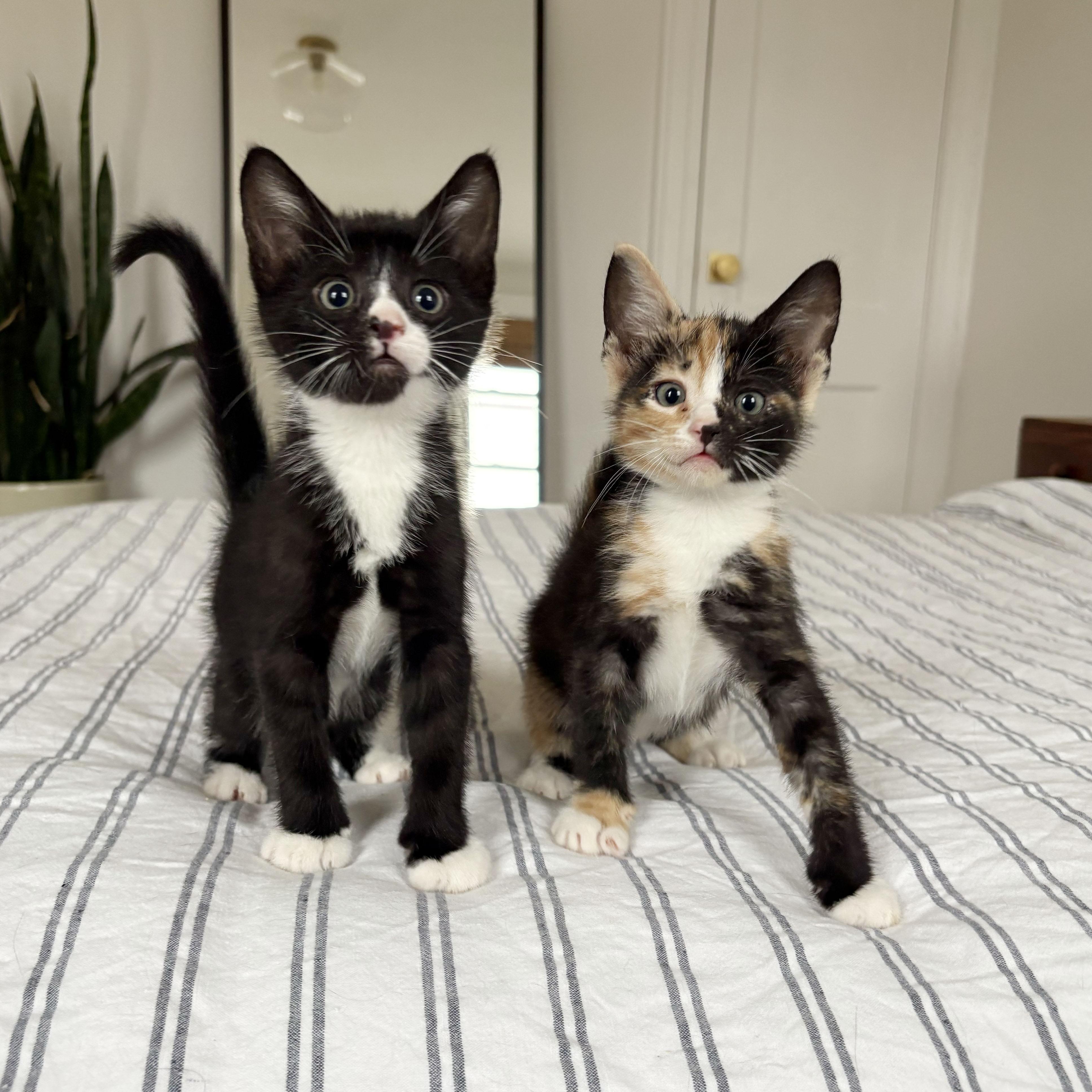 Enlarge Tres Leches + Alfajor, a ADOPTABLE Domestic Short Hair in BROOKLYN, NY image 1/6