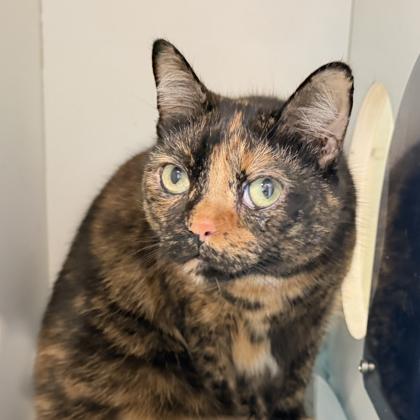 Gracie, Adoptable, Adult Female Domestic Short Hair & Domestic Short Hair.