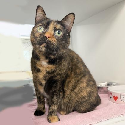 Enlarge Gracie, a Adoptable mixed breed in Voorhees, NJ image 2/3