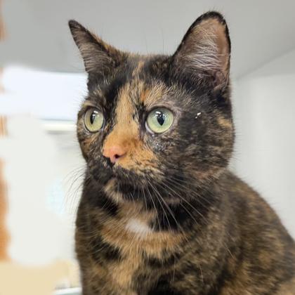 Enlarge Gracie, a Adoptable mixed breed in Voorhees, NJ image 3/3