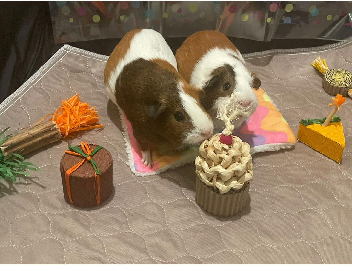 Espresso, Charlie, and Rosie, Adoptable, Adult Female Guinea Pig.