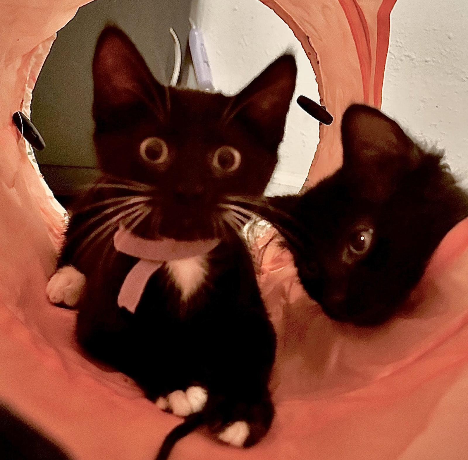 Eleanor, Adopted, Kitten Female Domestic Short Hair.