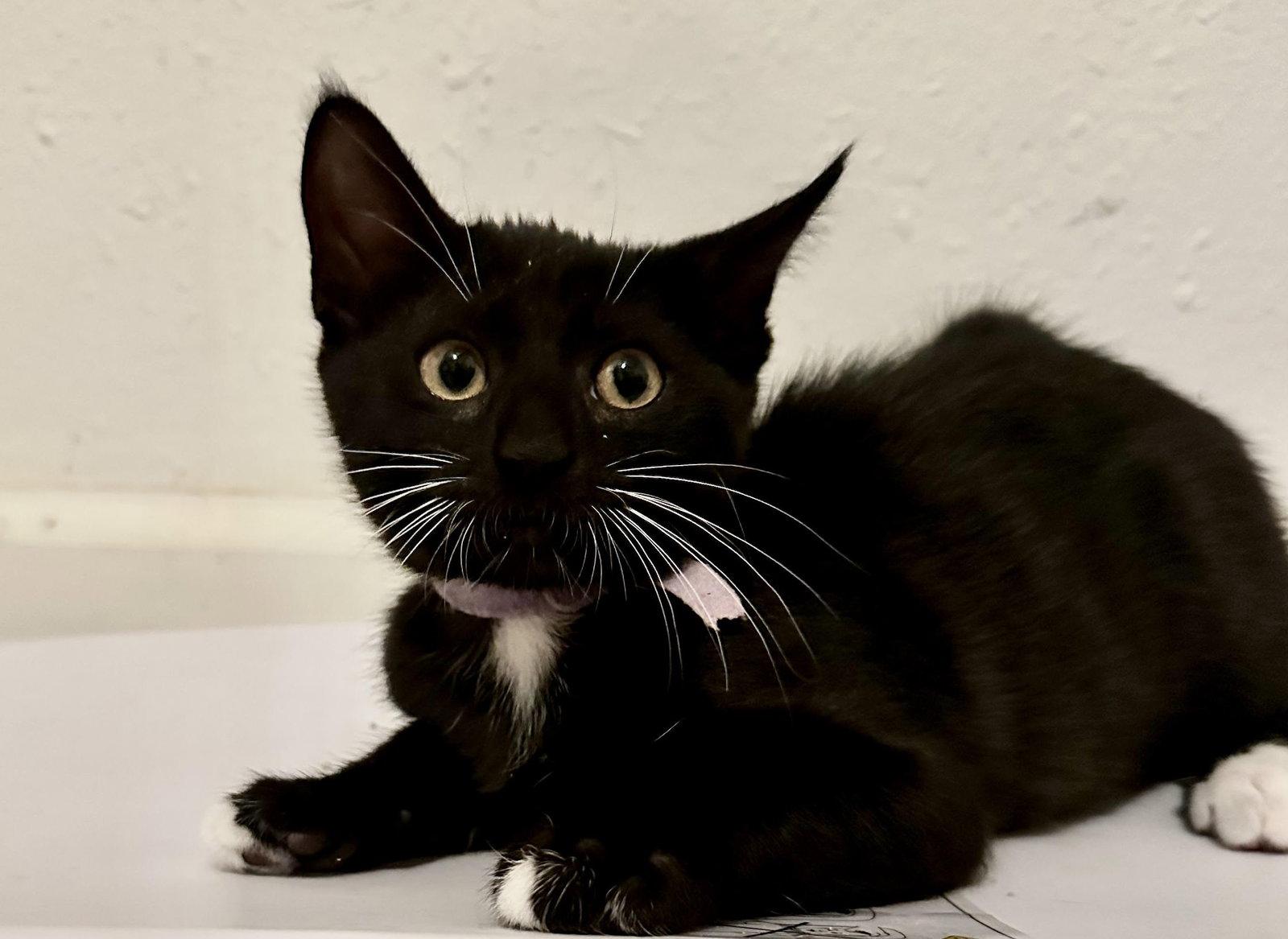 Enlarge Eleanor, a Adopted Domestic Short Hair in Seal Beach, CA image 2/3
