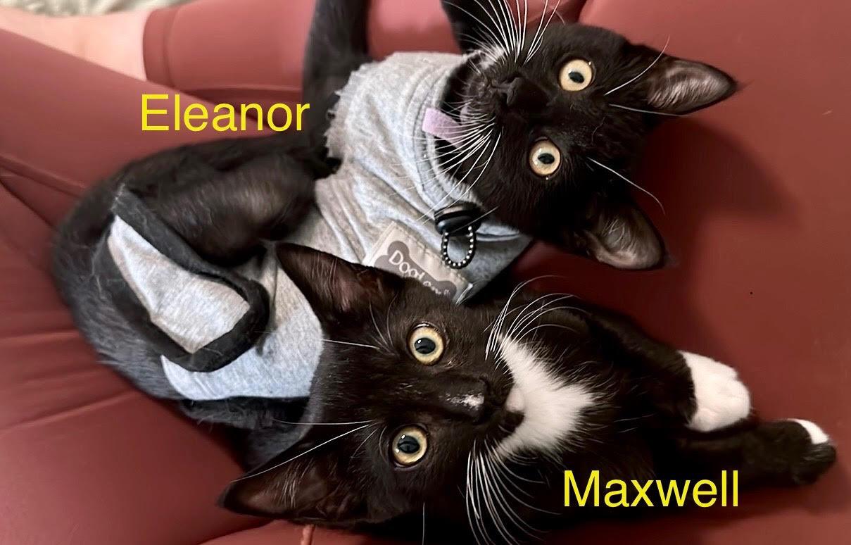 Enlarge Eleanor, a Adopted Domestic Short Hair in Seal Beach, CA image 3/3