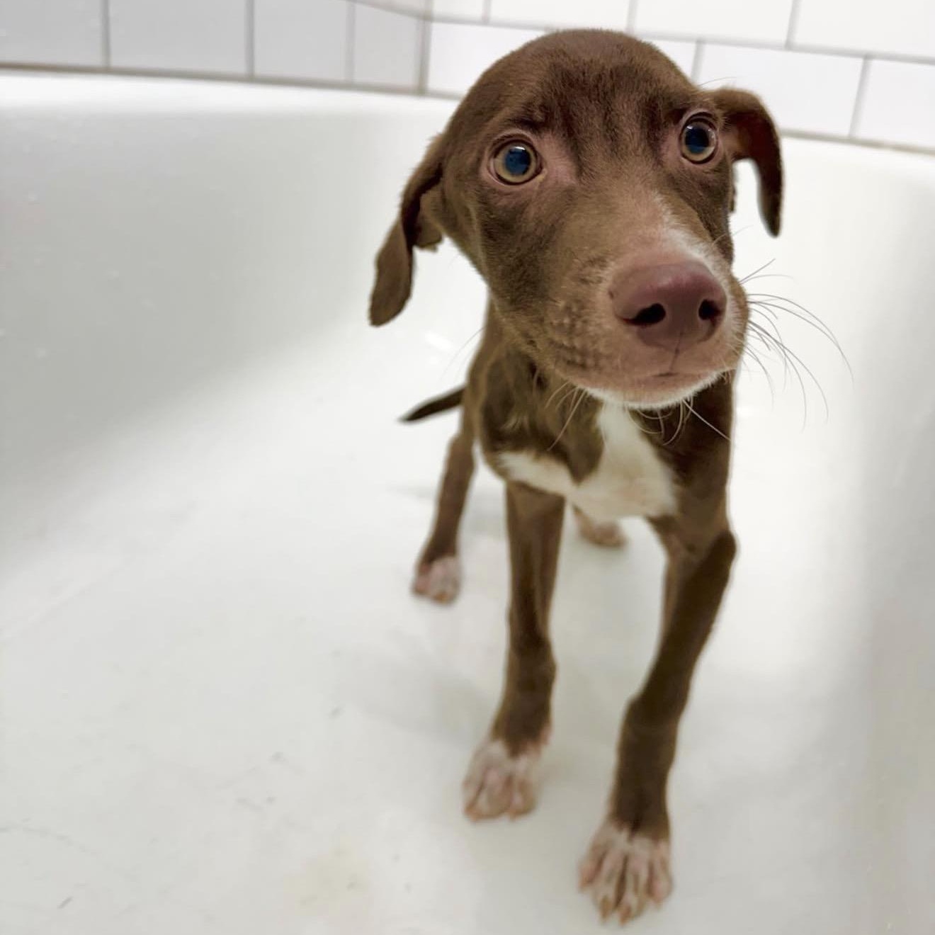 Enlarge Rusty, a ADOPTABLE Mixed Breed in Yaphank, NY image 2/3