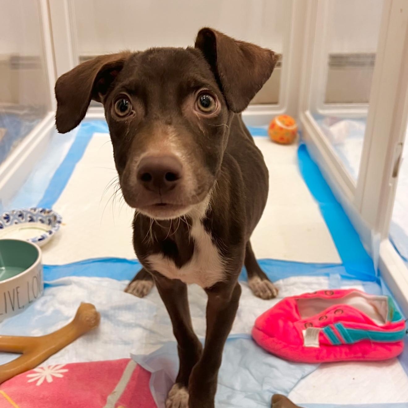 Rusty, ADOPTABLE, Puppy Male Mixed Breed.