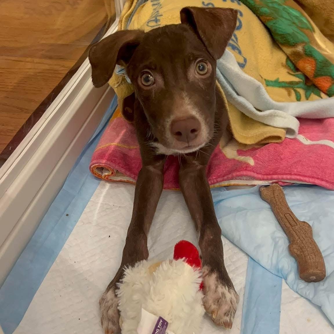 Enlarge Rusty, a ADOPTABLE Mixed Breed in Yaphank, NY image 3/3