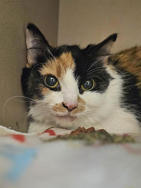 Enlarge PEBBLES, a Adoptable Domestic Medium Hair in Clyde, NC image 1/1