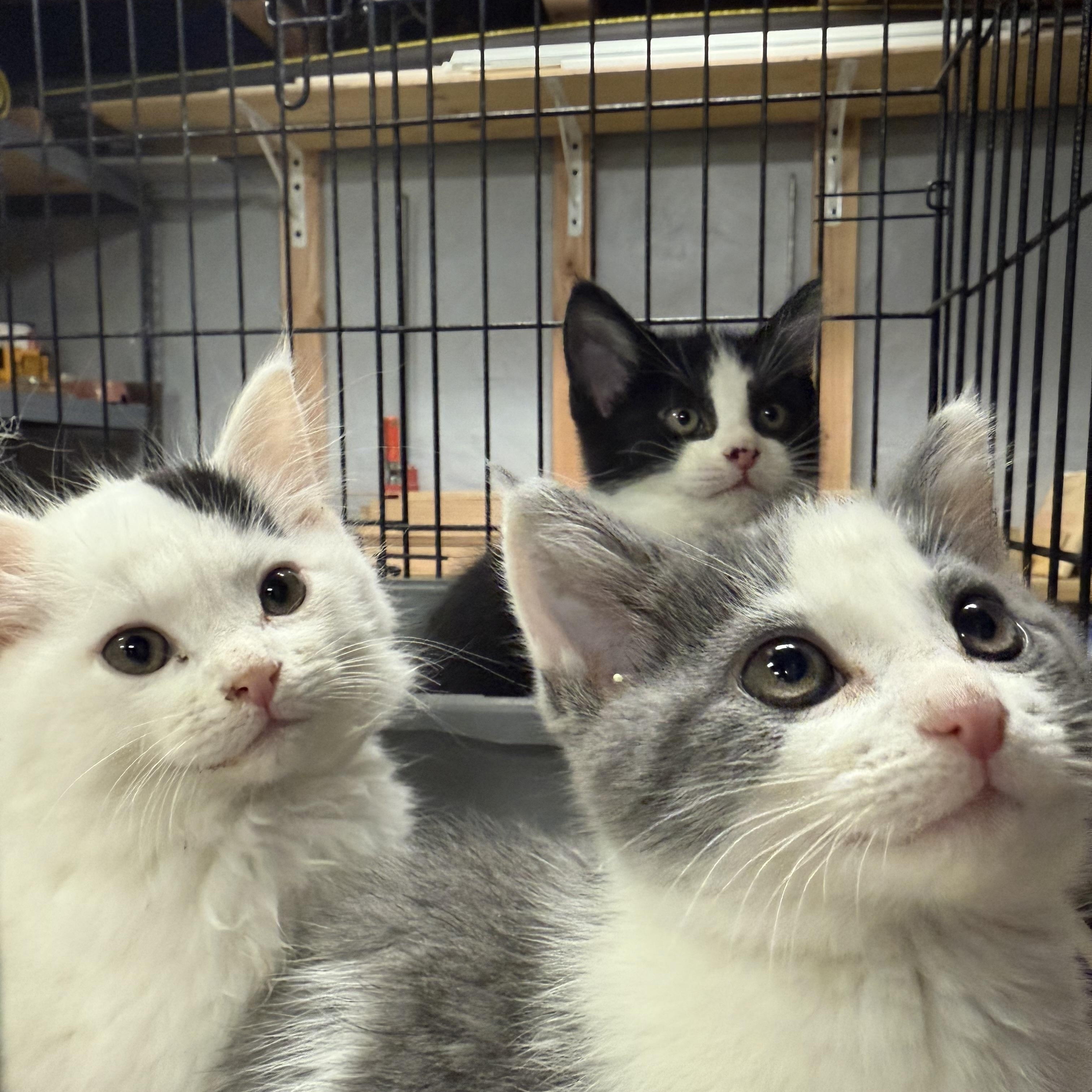 Snowball, Mickie and Minnie, Adoptable, Kitten Male Domestic Short Hair.