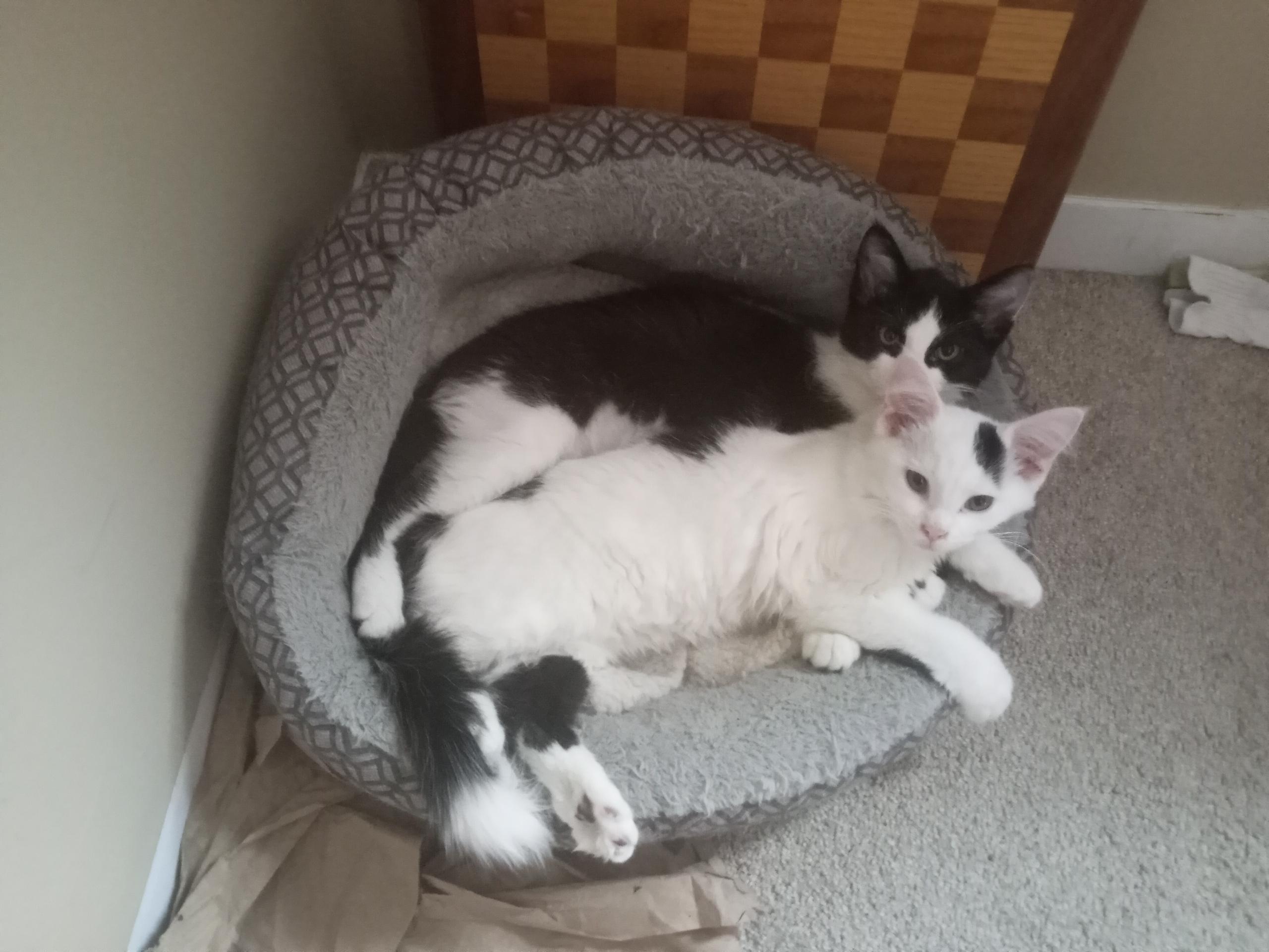 Enlarge Snowball, Mickie and Minnie, a Adoptable Domestic Short Hair in Atwater, OH image 3/5