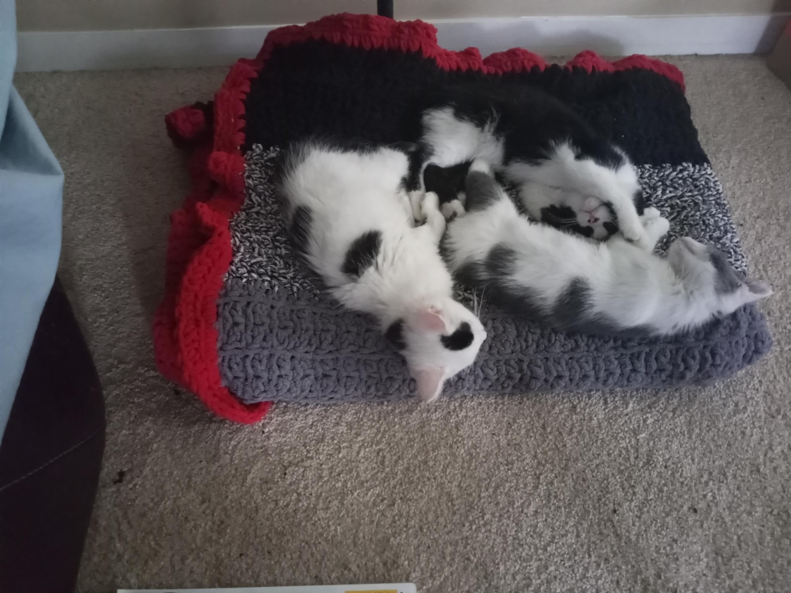 Enlarge Snowball, Mickie and Minnie, a Adoptable Domestic Short Hair in Atwater, OH image 2/5