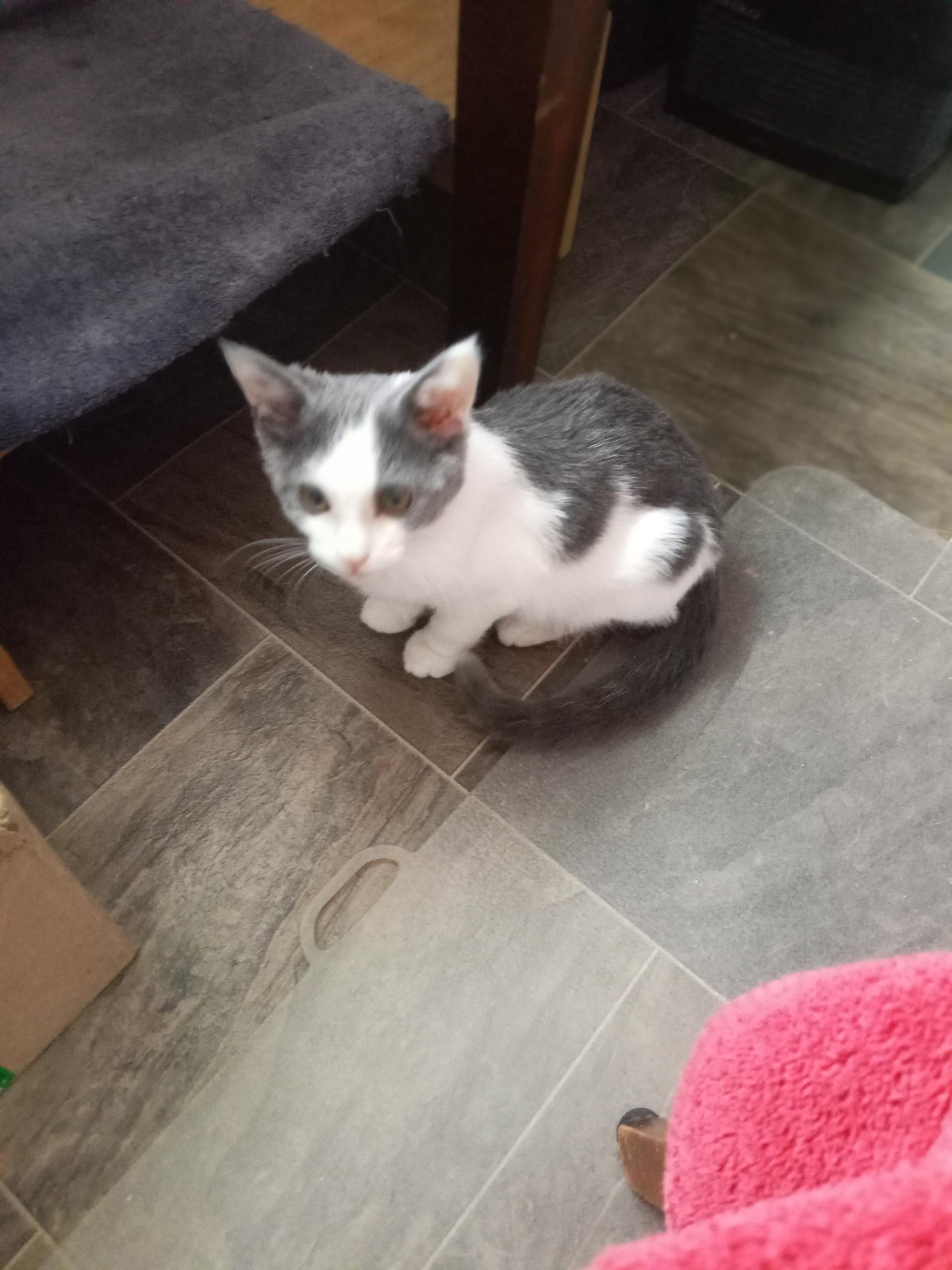 Enlarge Snowball, Mickie and Minnie, a Adoptable Domestic Short Hair in Atwater, OH image 5/5