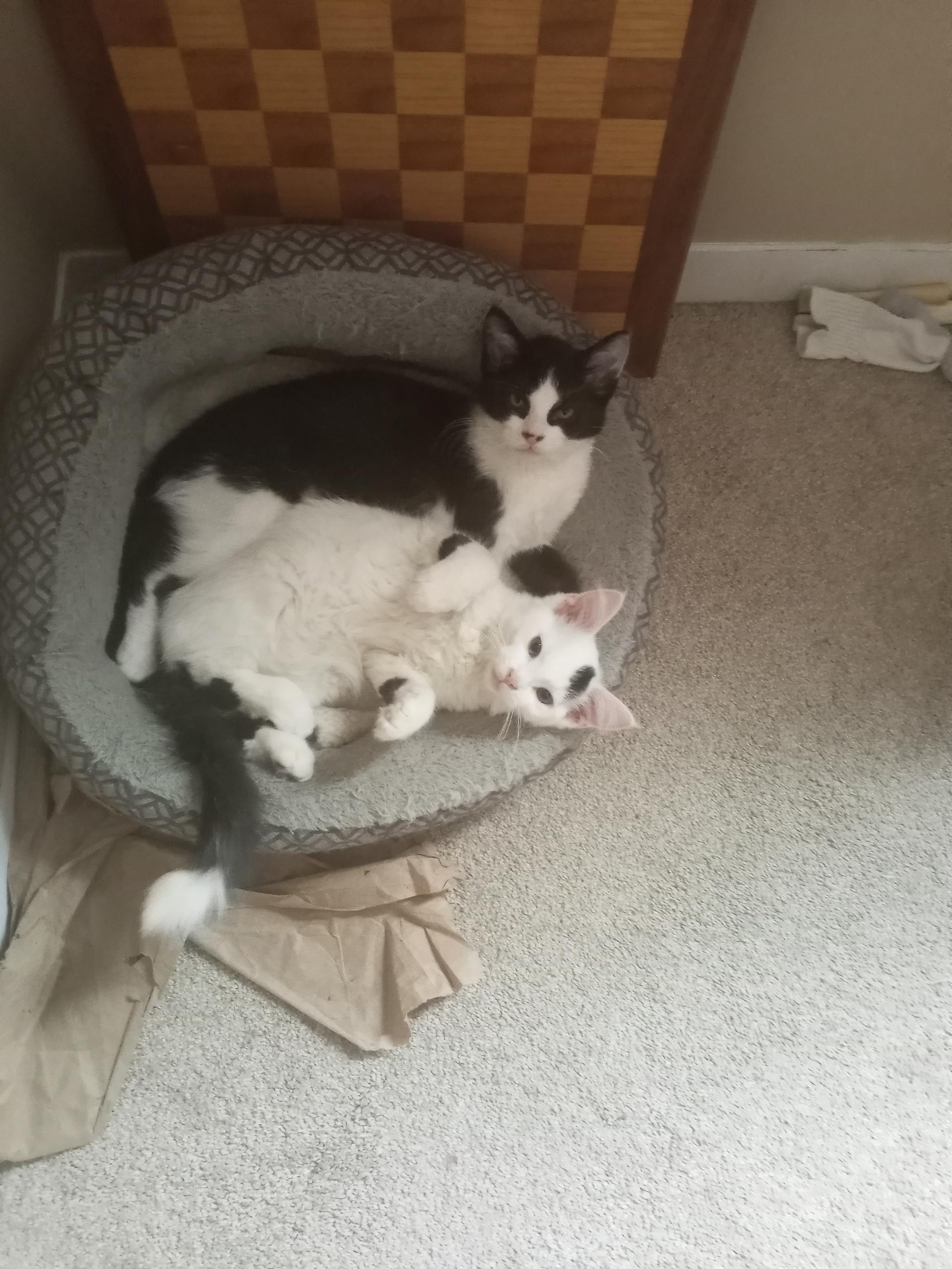 Enlarge Snowball, Mickie and Minnie, a Adoptable Domestic Short Hair in Atwater, OH image 4/5