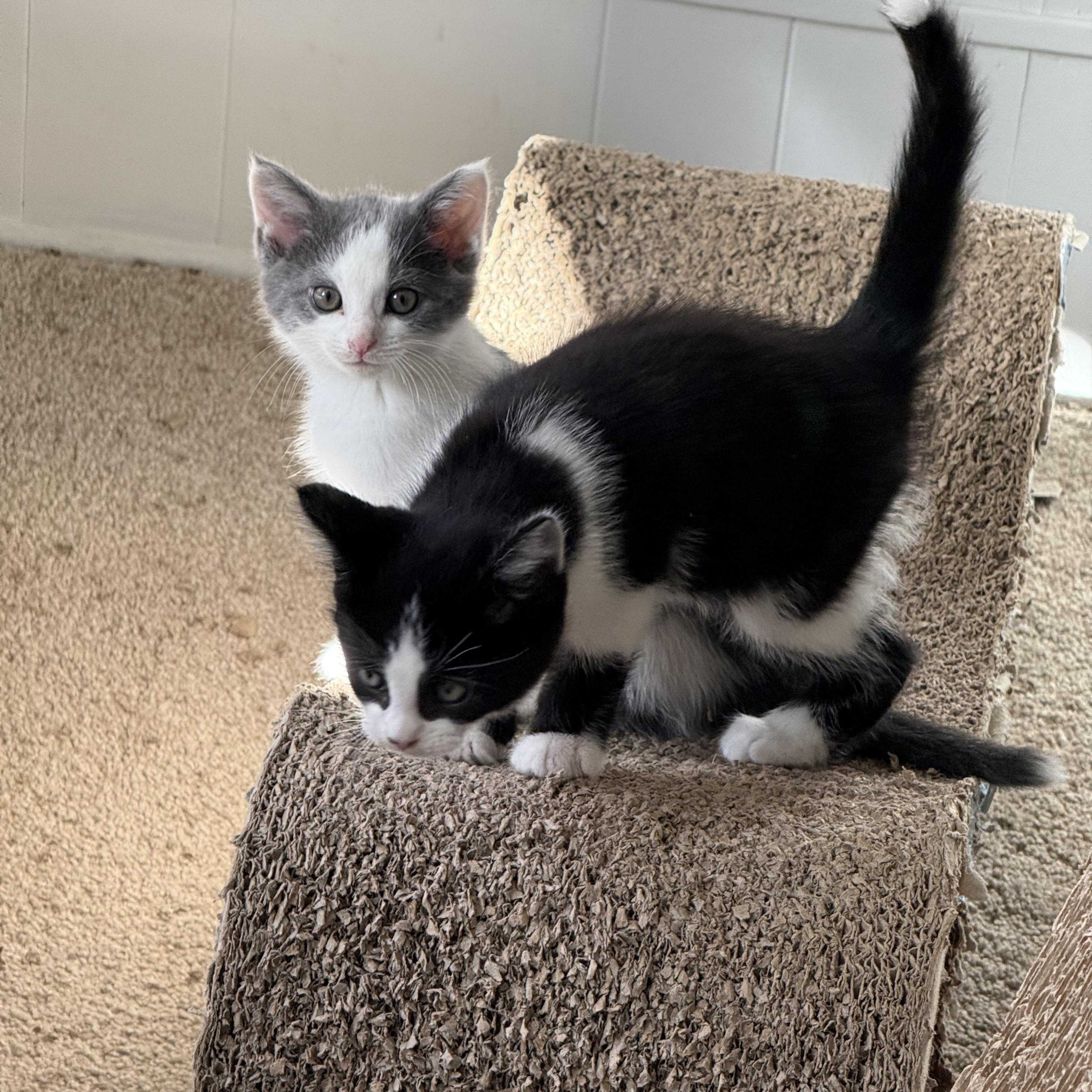 Snowball, Mickie and Minnie, a Adoptable Domestic Short Hair in Atwater, OH image 2/3