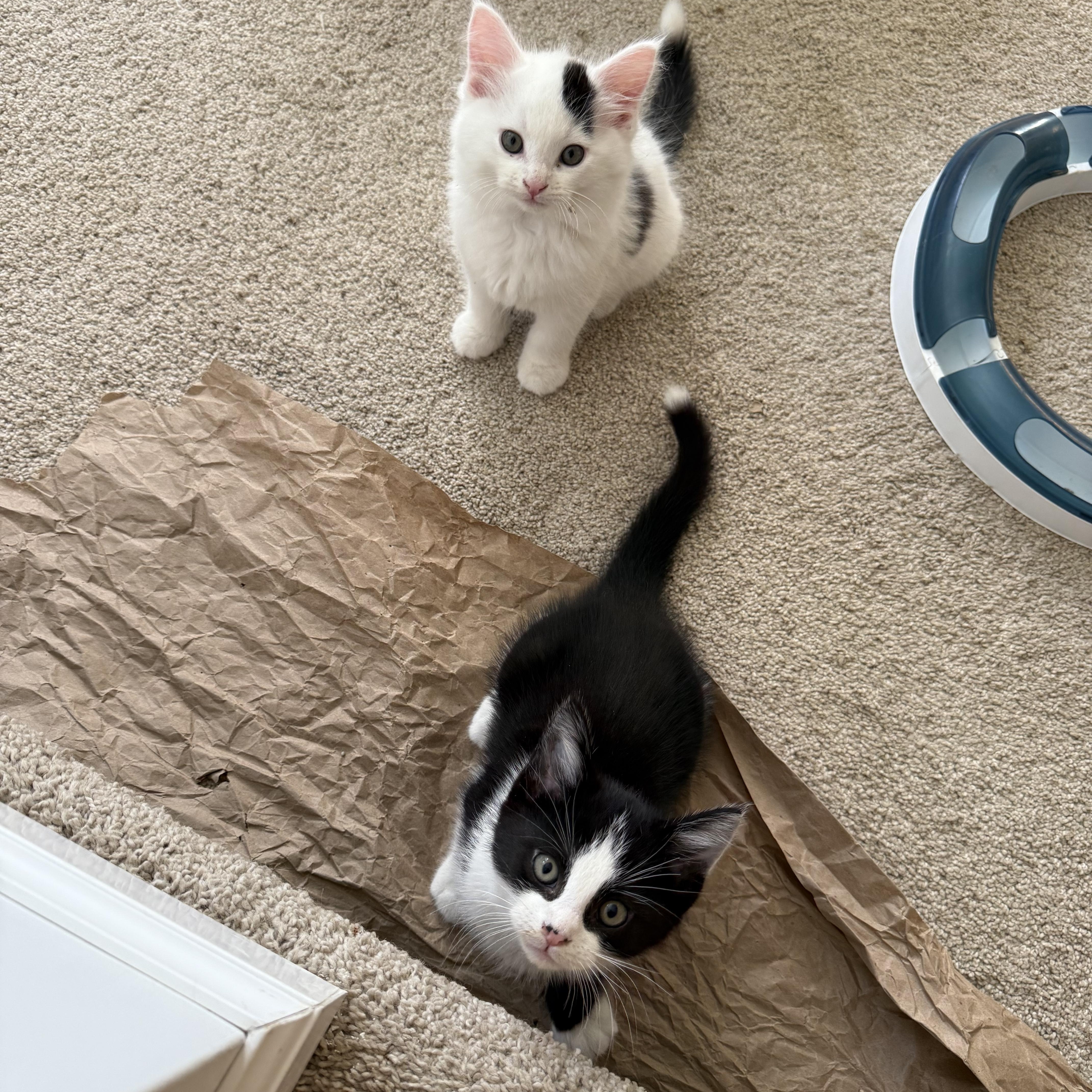 Snowball, Mickie and Minnie, a Adoptable Domestic Short Hair in Atwater, OH image 3/3
