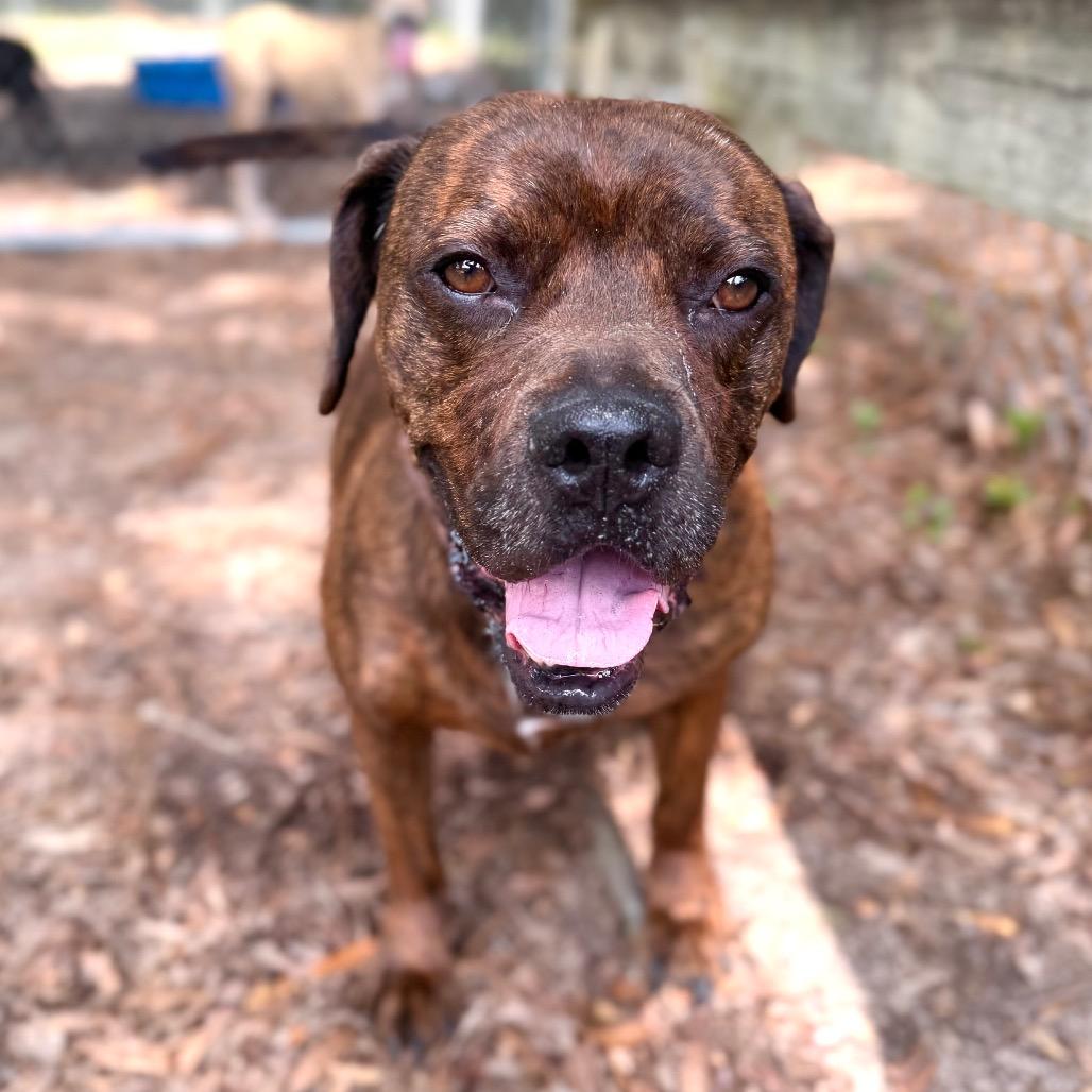 Duke, Adoptable, Adult Male Mixed Breed.