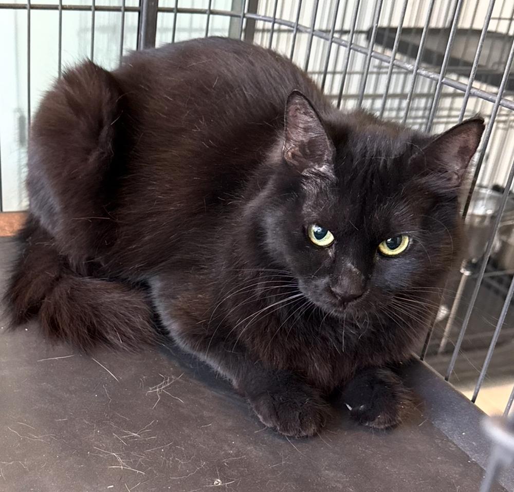 Enlarge Inky, a Adoptable mixed breed in Vienna , VA image 1/1