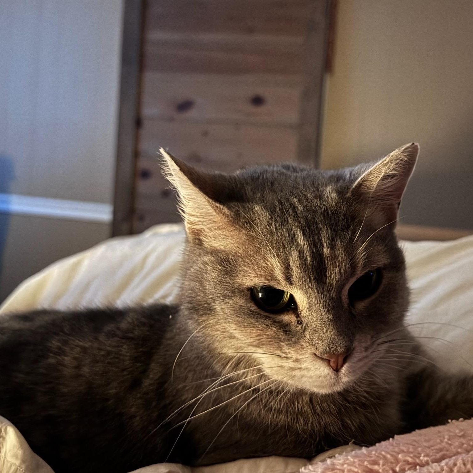 Enlarge Cinder, a Adoptable Domestic Short Hair in Rockford, MI image 3/6