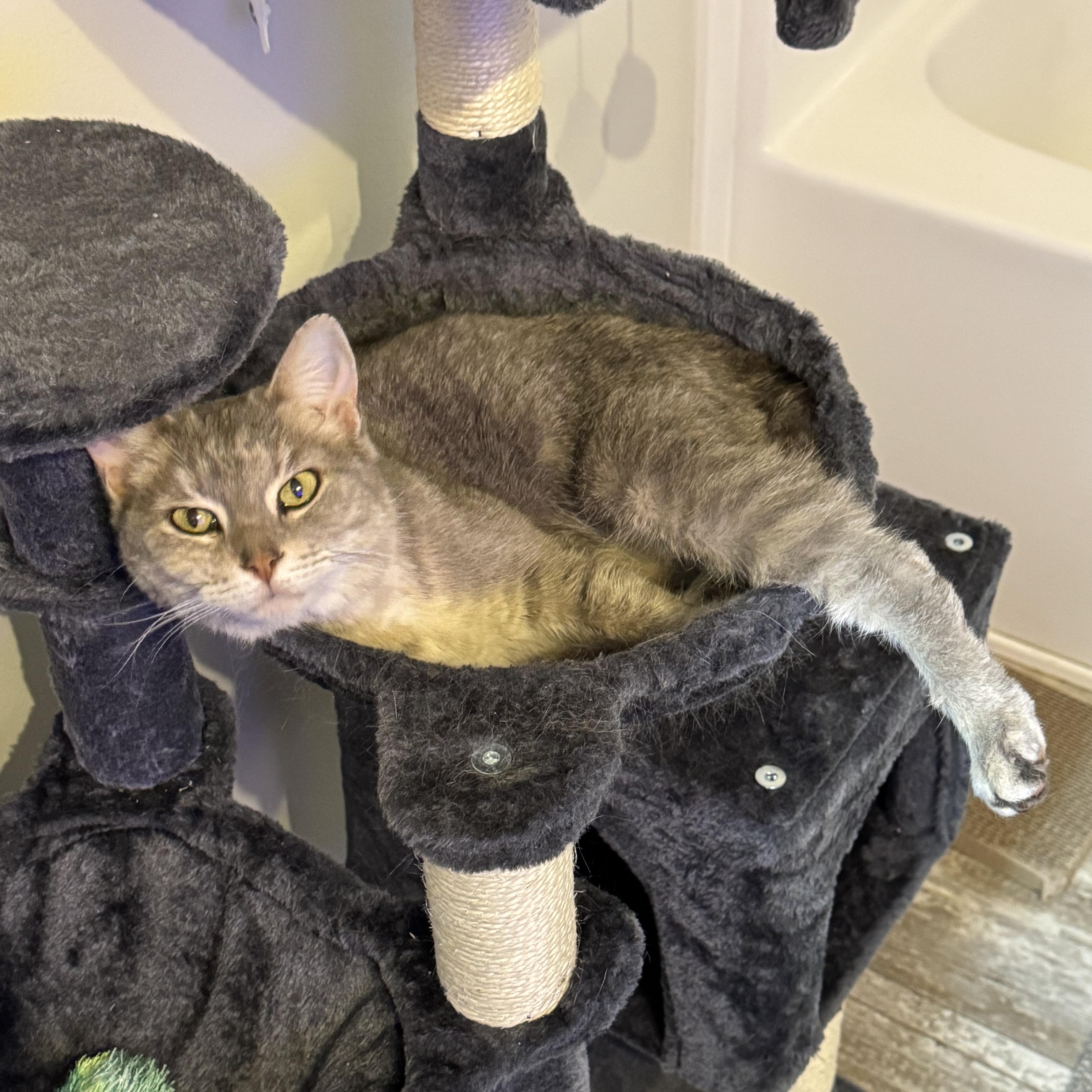 Enlarge Cinder, a Adoptable Domestic Short Hair in Rockford, MI image 4/6