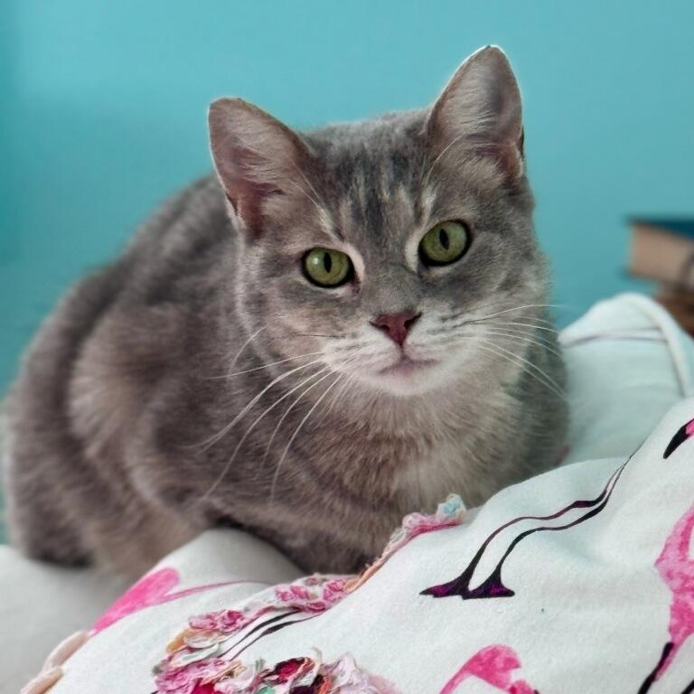 Enlarge Cinder, a Adoptable Domestic Short Hair in Rockford, MI image 1/6