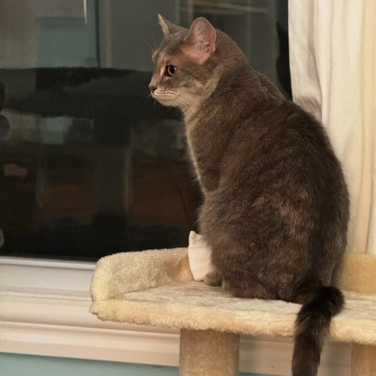 Enlarge Cinder, a Adoptable Domestic Short Hair in Rockford, MI image 2/6