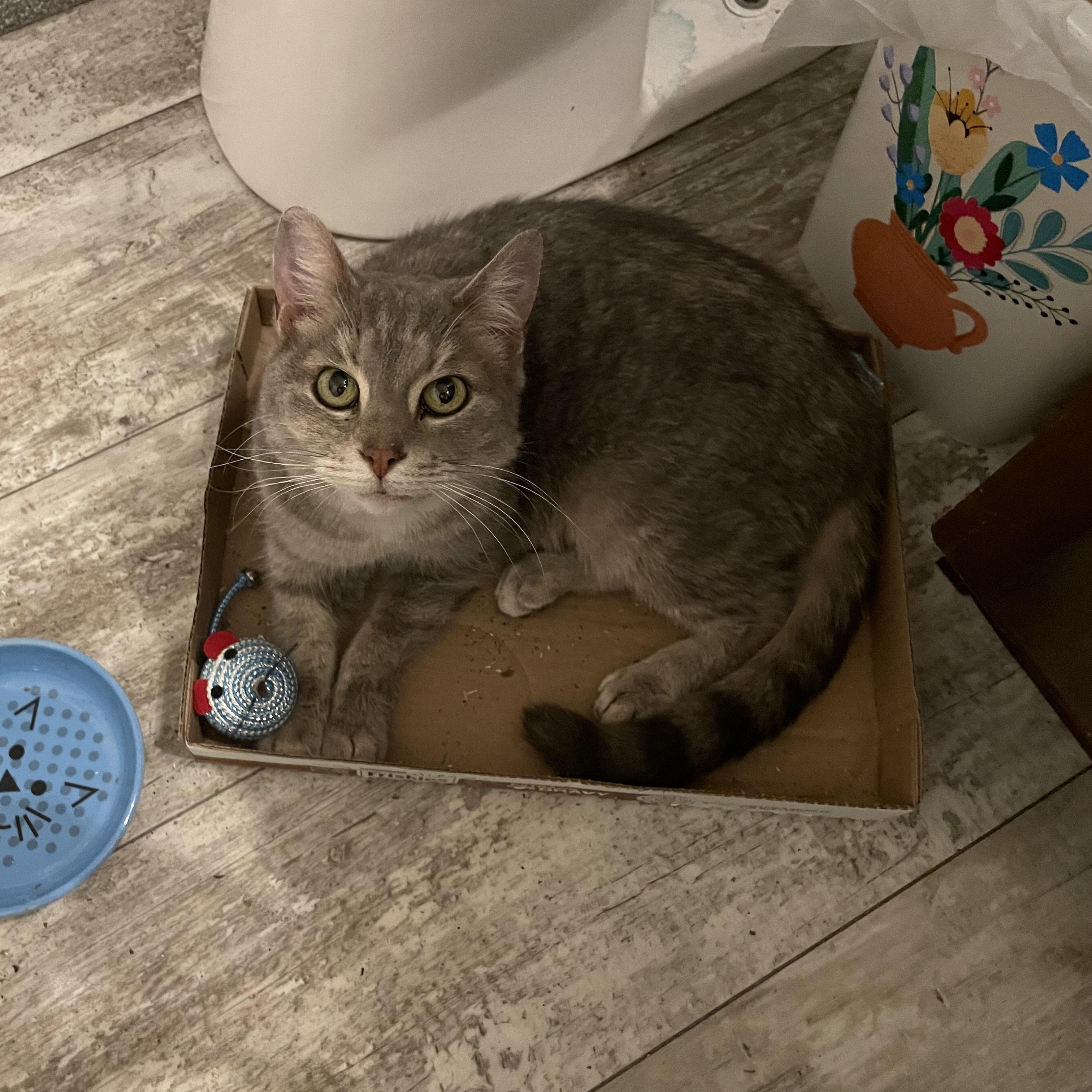 Enlarge Cinder, a Adoptable Domestic Short Hair in Rockford, MI image 5/6