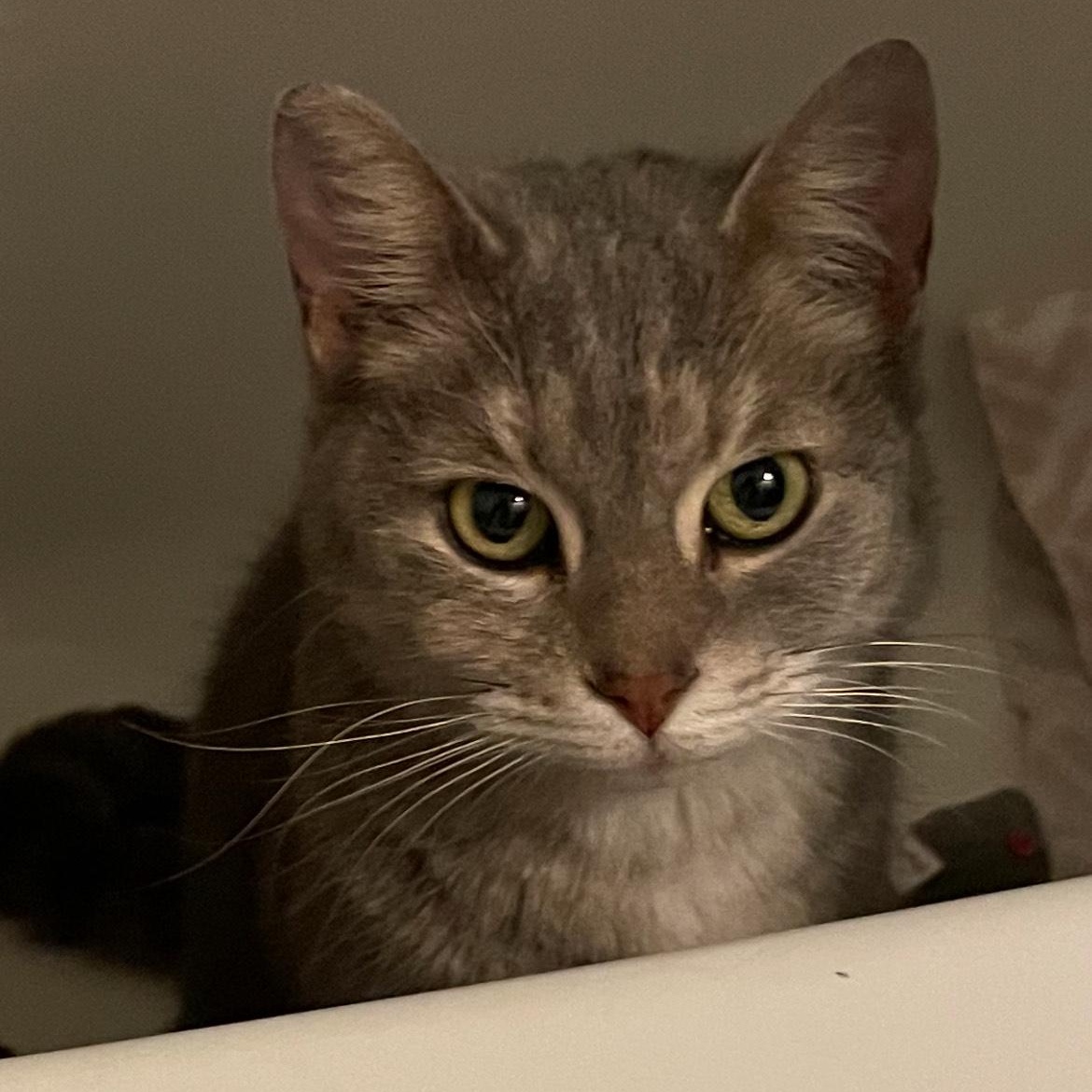 Enlarge Cinder, a Adoptable Domestic Short Hair in Rockford, MI image 6/6