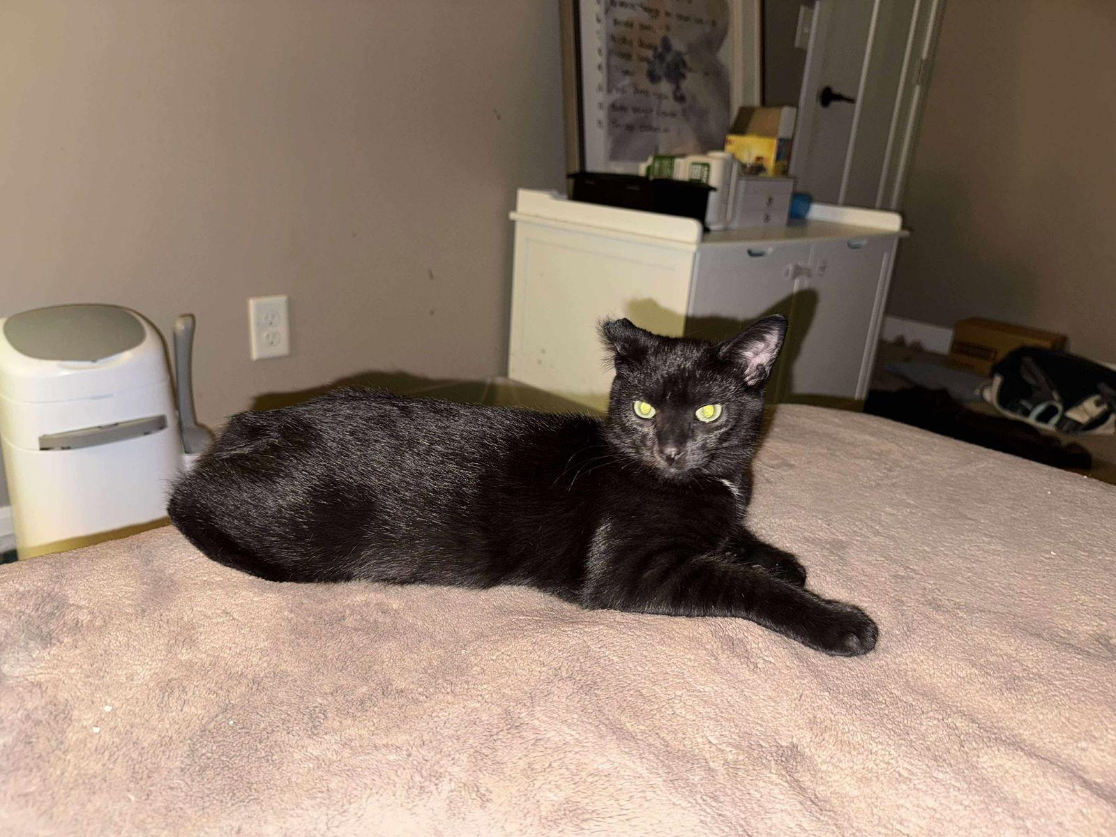 Hulk, Adoptable, Kitten Male Domestic Short Hair.