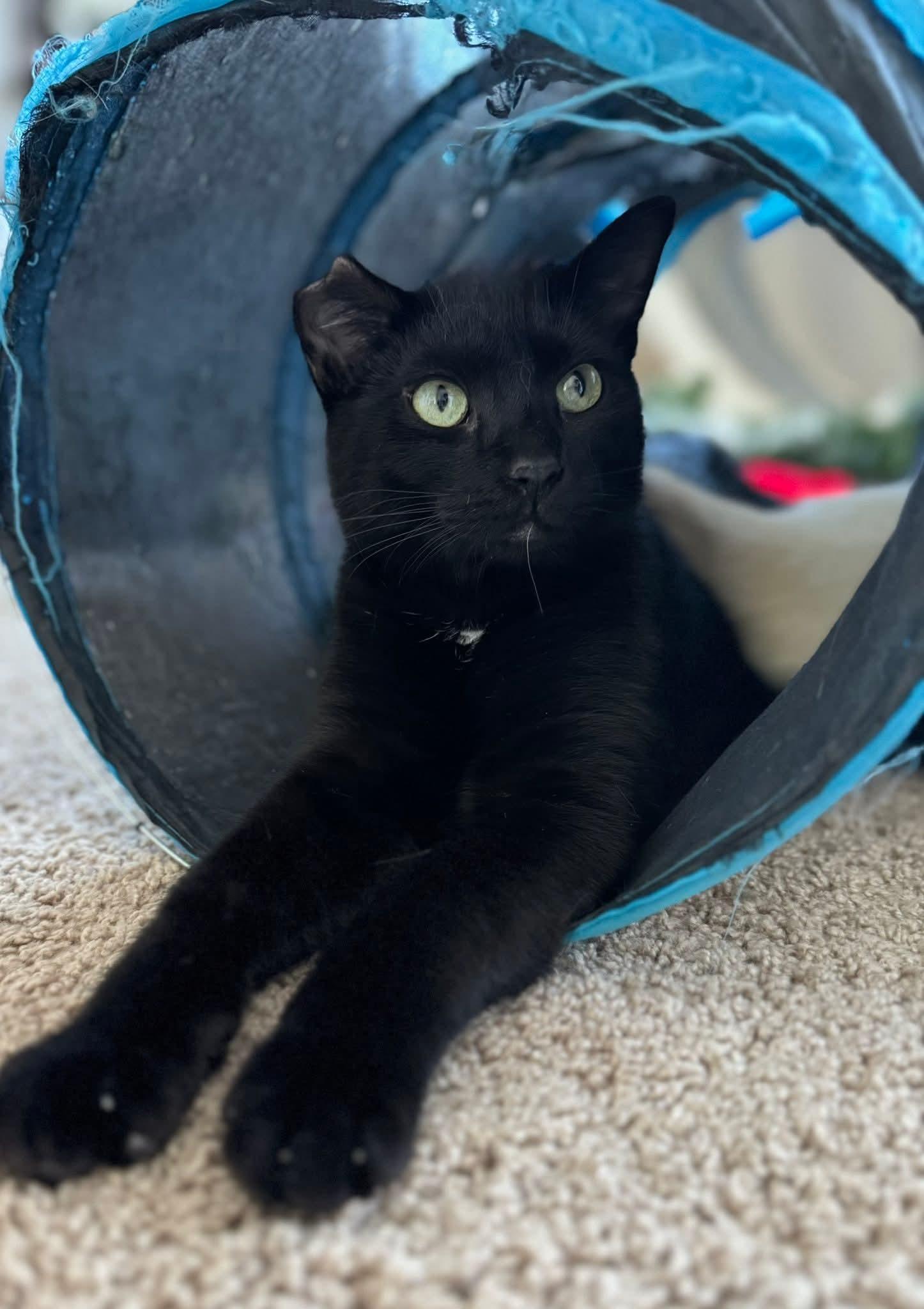 Enlarge Hulk, a Adoptable Domestic Short Hair in Minneapolis, MN image 1/3