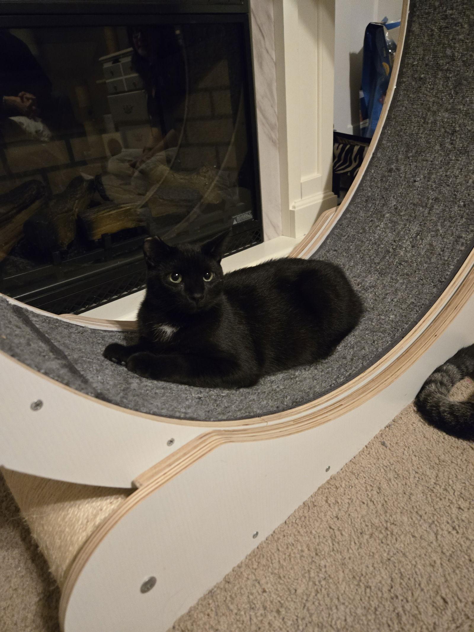 Hulk, a Adoptable Domestic Short Hair in Minneapolis, MN image 2/3