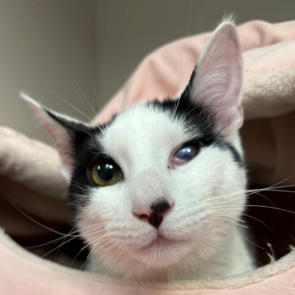 Enlarge Bacio, a Adoptable Domestic Short Hair in East Hanover, NJ image 1/6