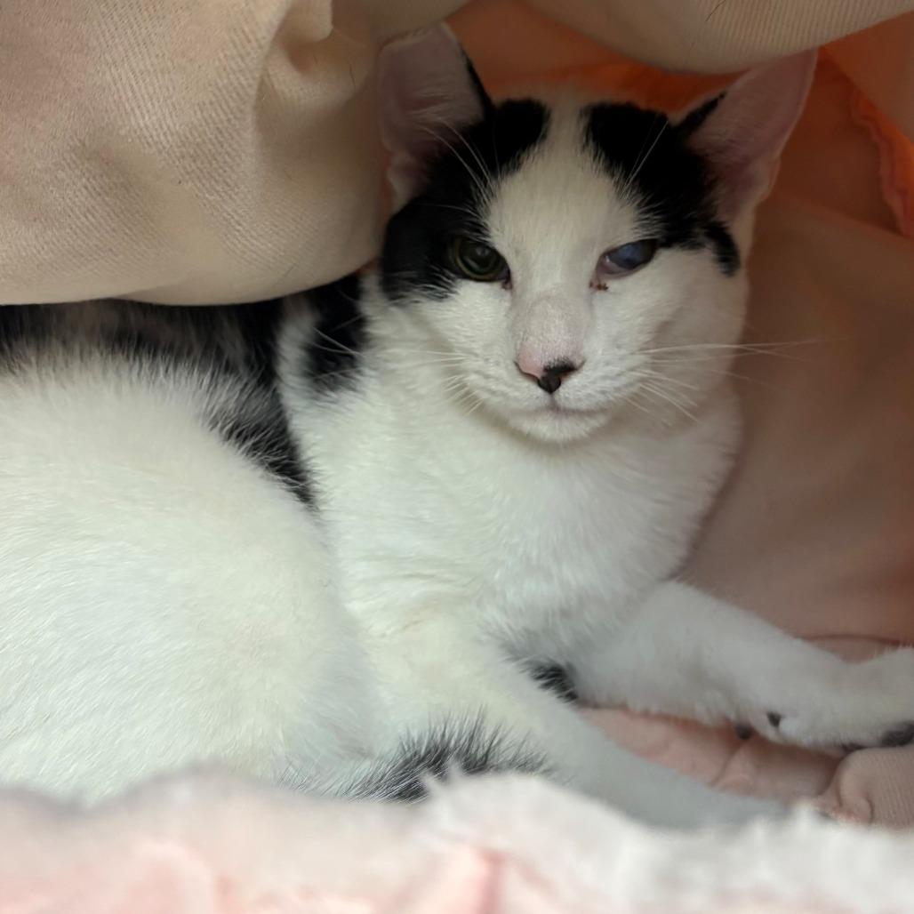 Enlarge Bacio, a Adoptable Domestic Short Hair in East Hanover, NJ image 2/6