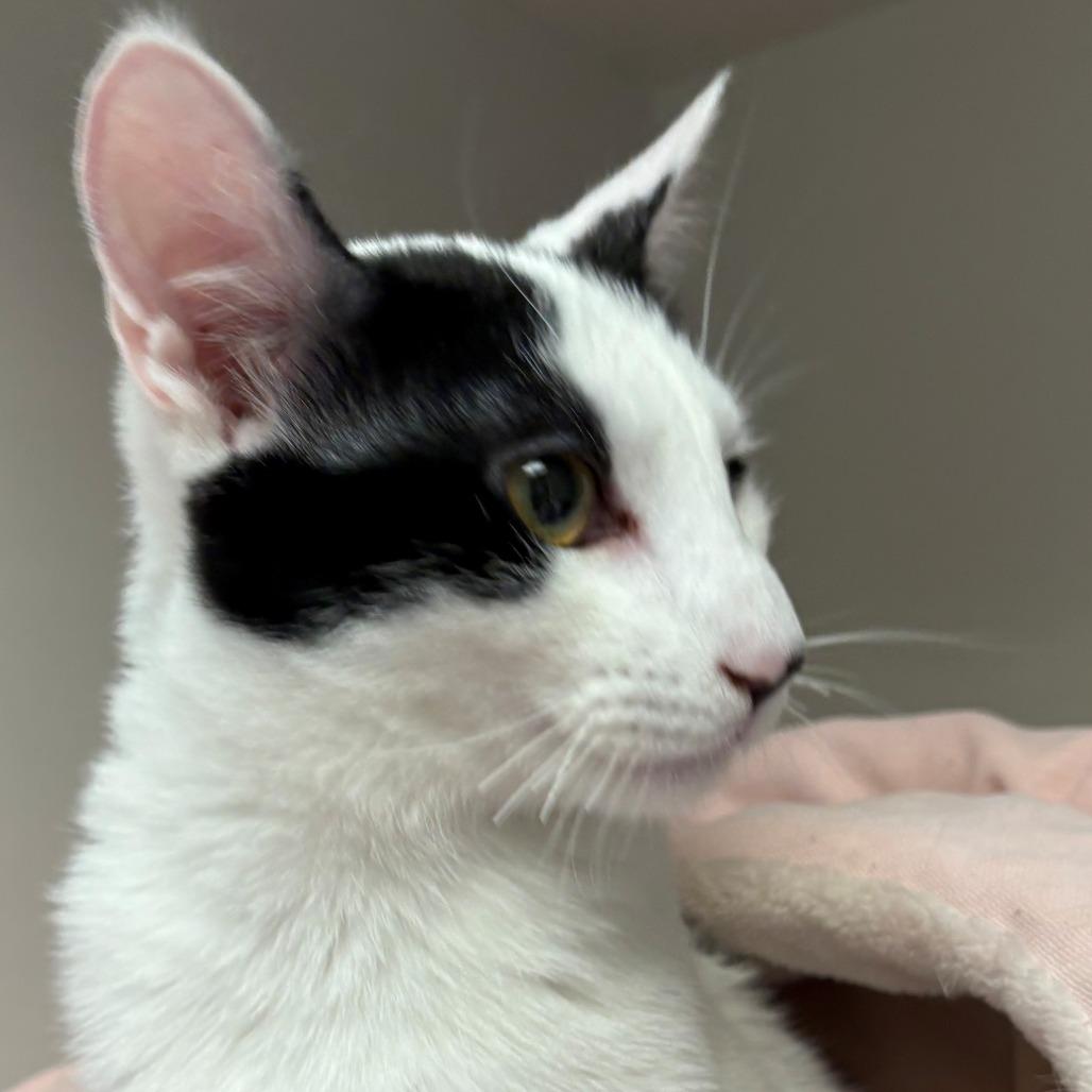 Enlarge Bacio, a Adoptable Domestic Short Hair in East Hanover, NJ image 3/6