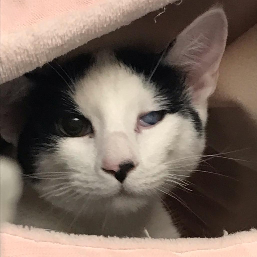 Enlarge Bacio, a Adoptable Domestic Short Hair in East Hanover, NJ image 4/6