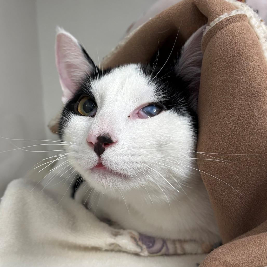 Enlarge Bacio, a Adoptable Domestic Short Hair in East Hanover, NJ image 5/6