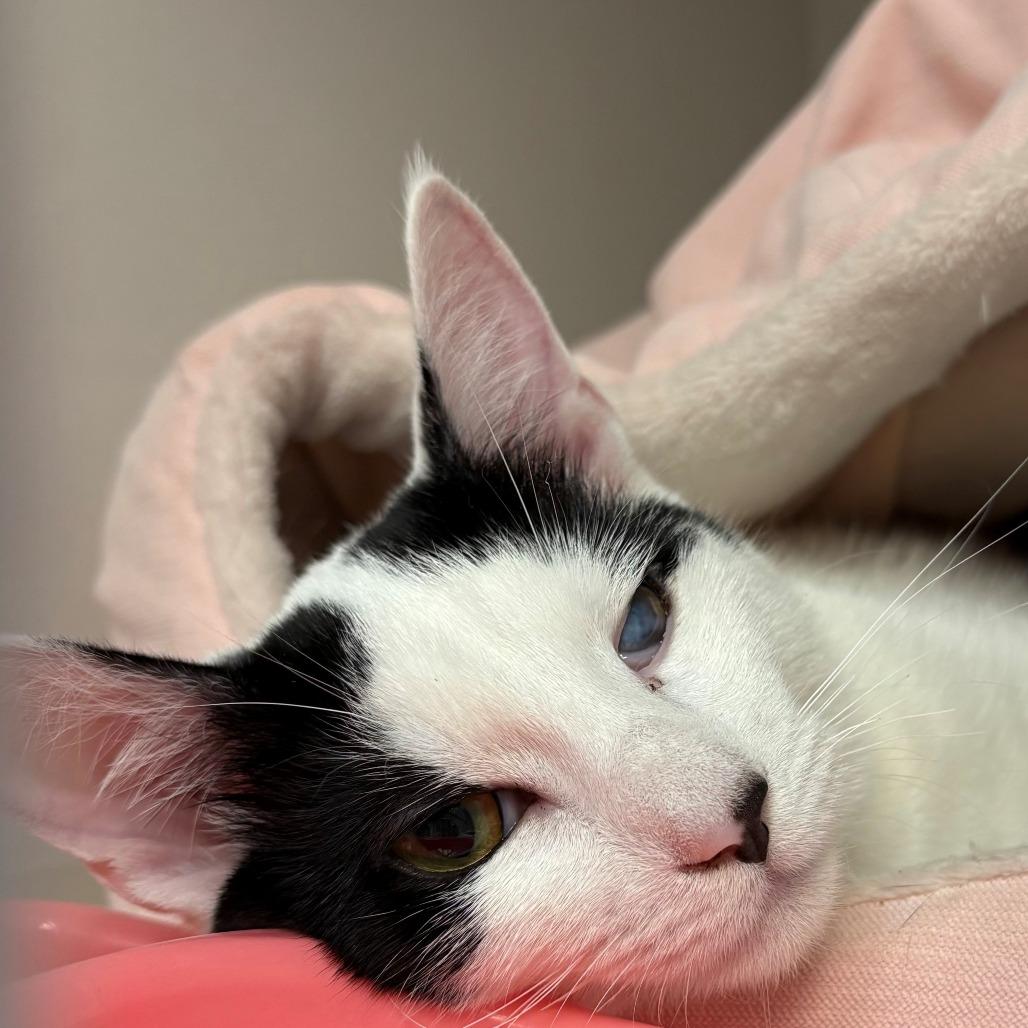 Enlarge Bacio, a Adoptable Domestic Short Hair in East Hanover, NJ image 6/6